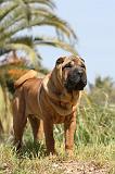 SHAR-PEI 329